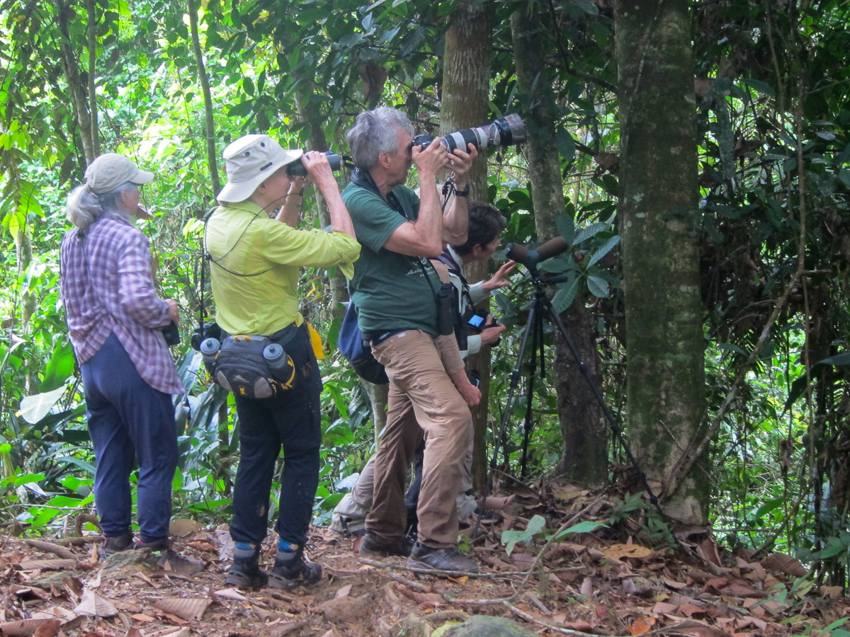 Birders looking at Golden-headed Manakin