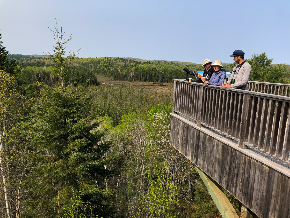 Birding in Algonquin Park