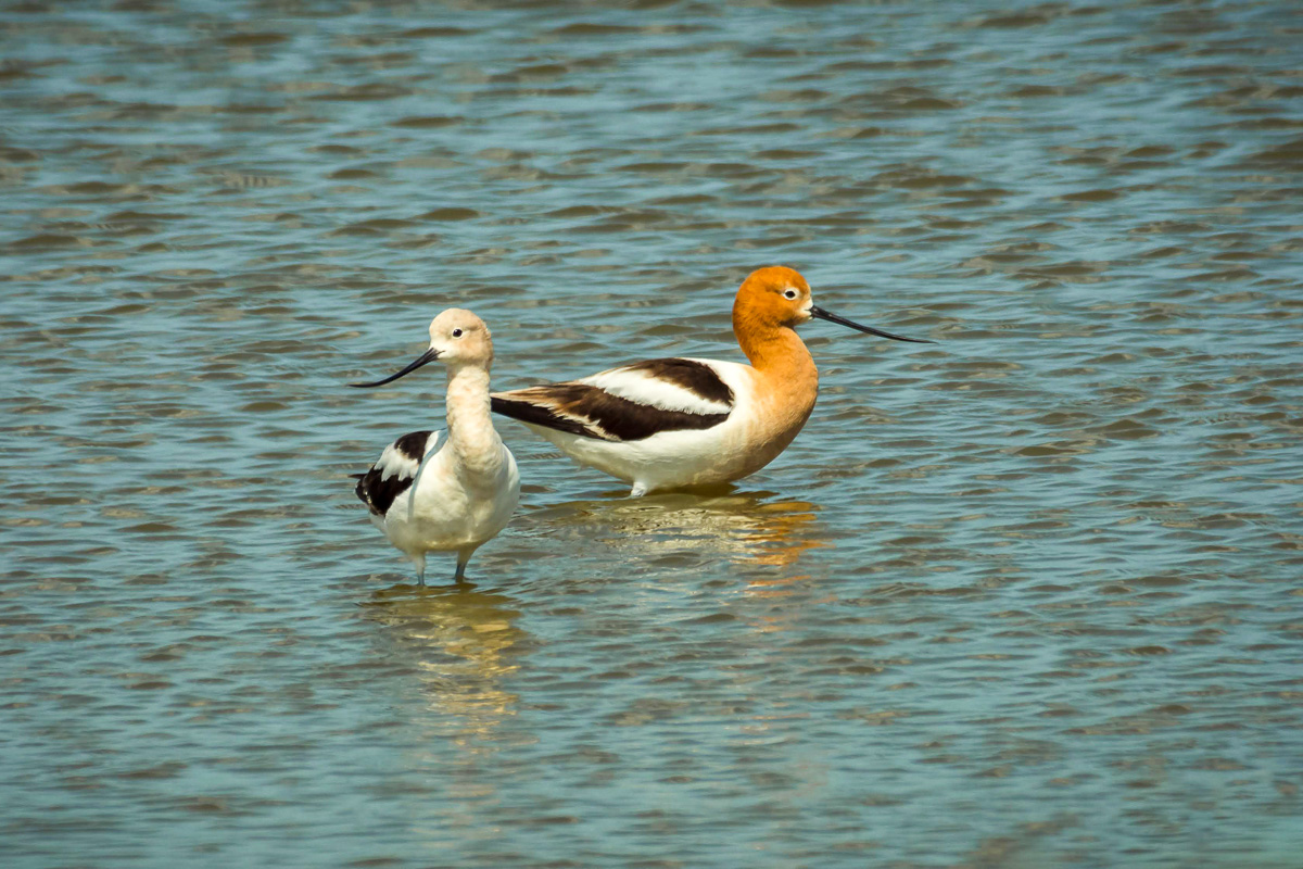 American Avocets