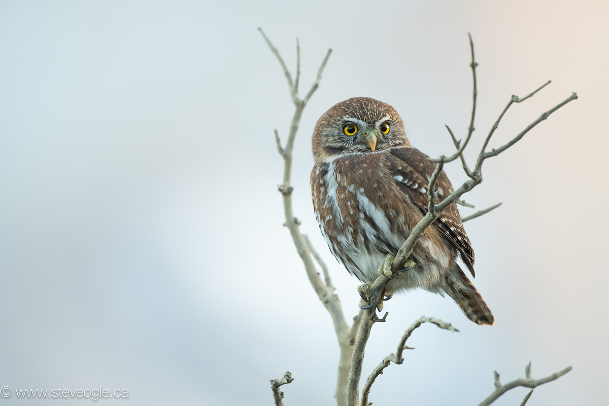 Austral Pygmy-owl