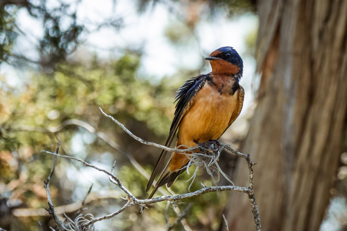 Barn Swallow