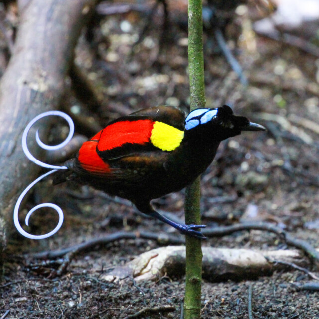 Wilson's Bird-of-Paradise © D Brown