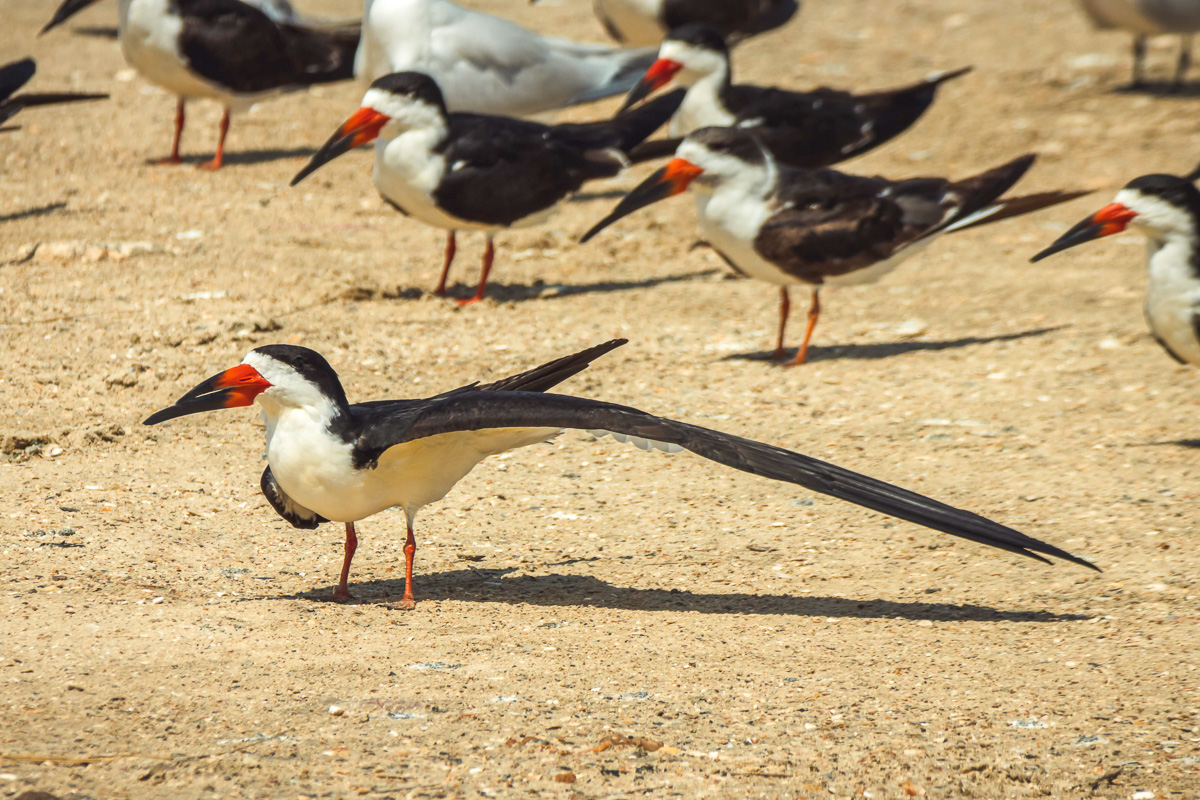 Black Skimmer