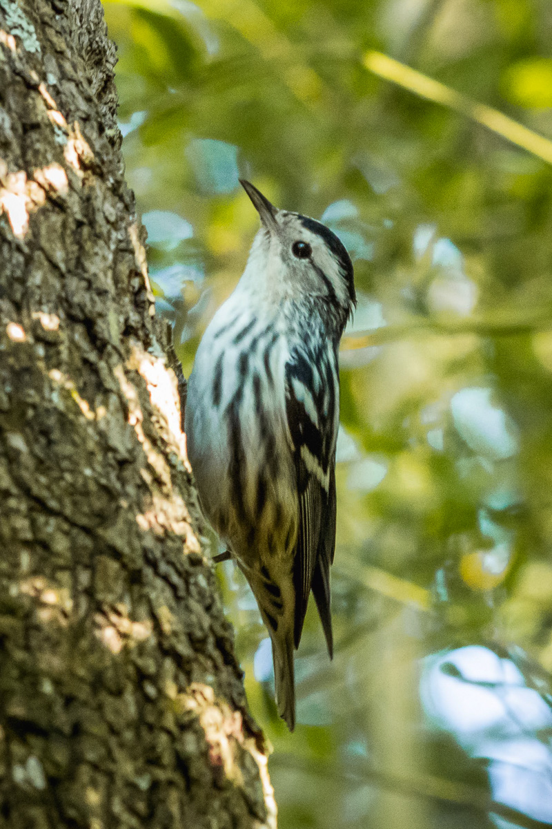Black-and-white Warbler