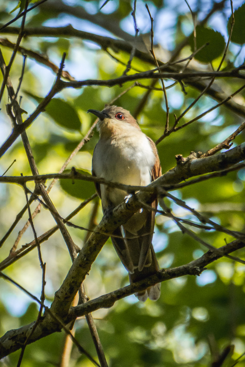 Black-billed Cuckoo