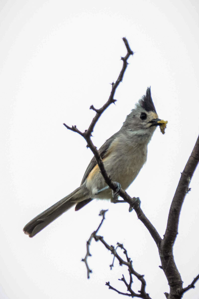 Black-crested Titmouse