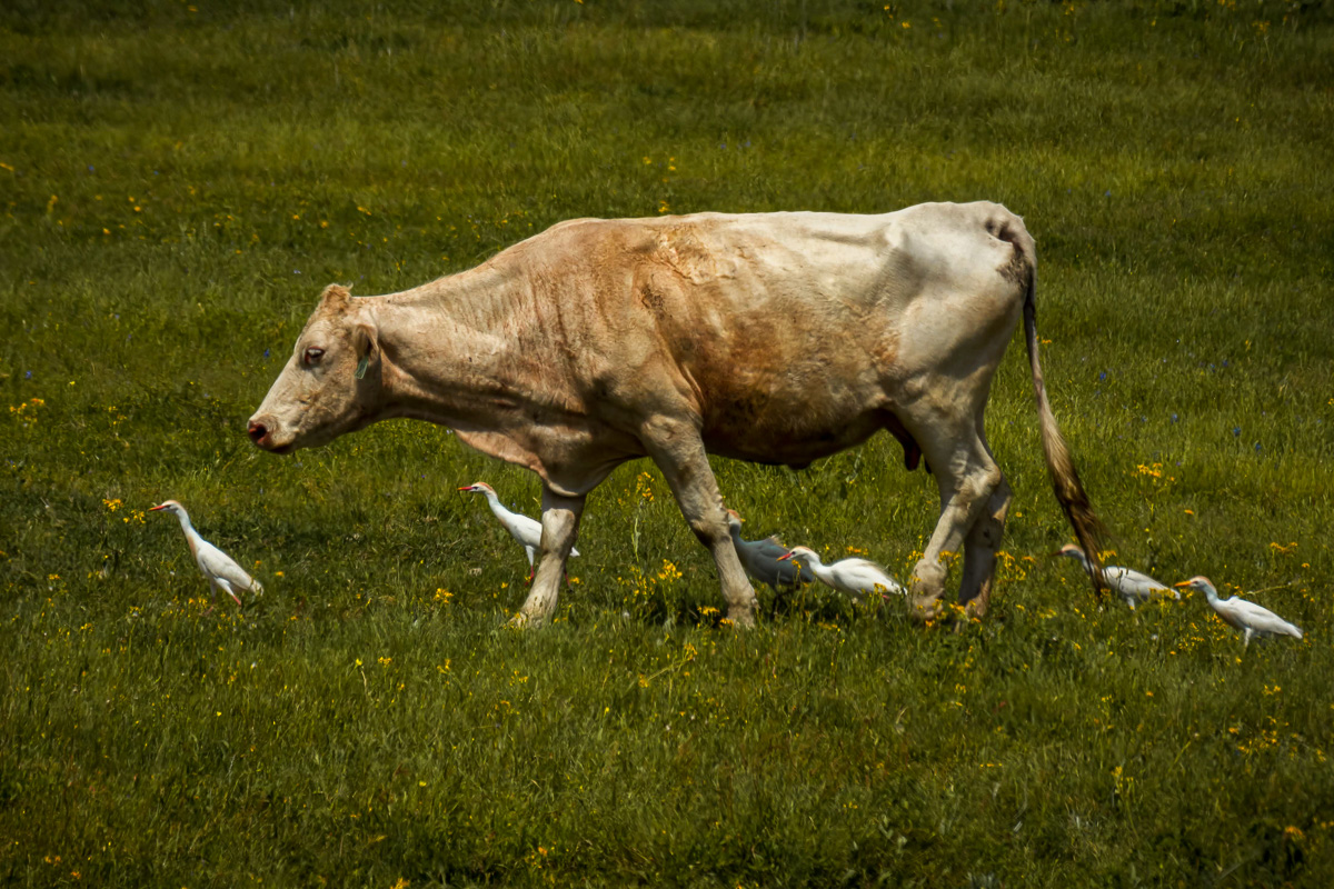 Cattle with Egrets