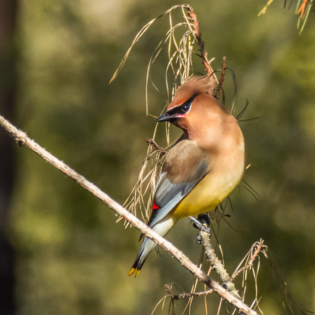 Cedar Waxwing