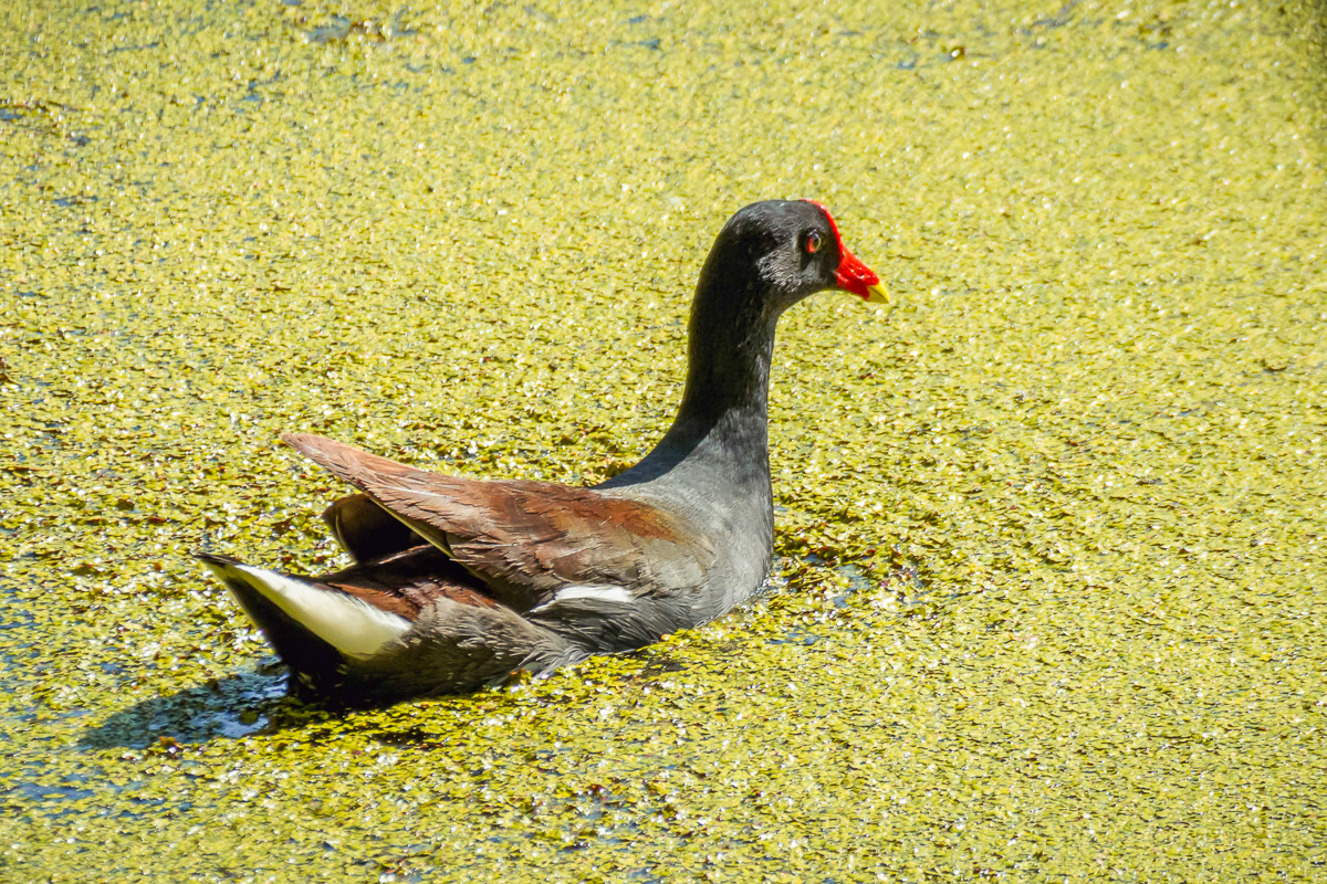Common Gallinule