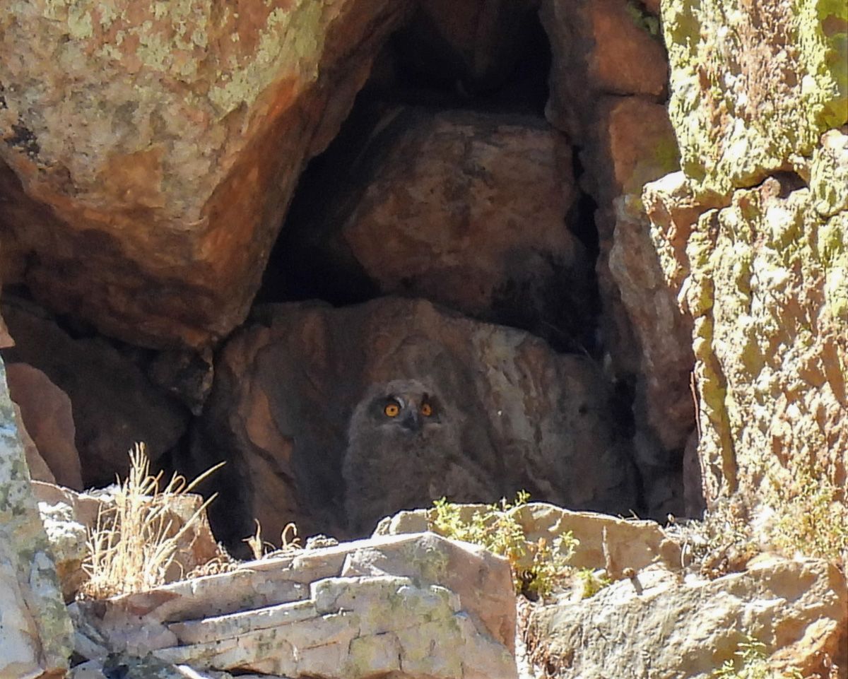 Eurasian Eagle-Owl