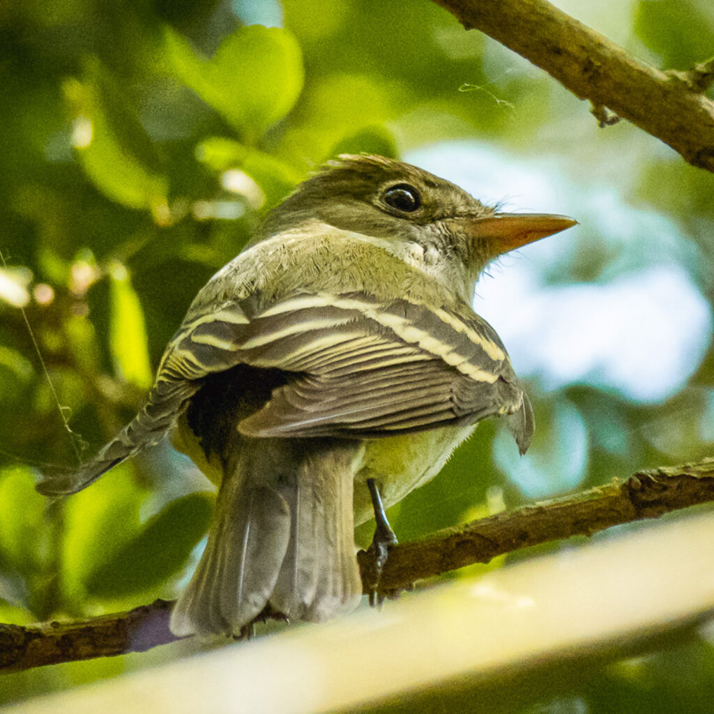 Eastern Wood-Pewee