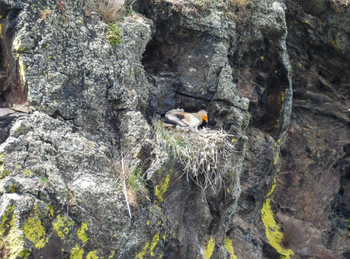 Egyptian Vulture nesting in Spain