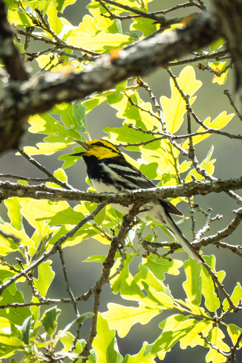 Golden-cheeked Warbler