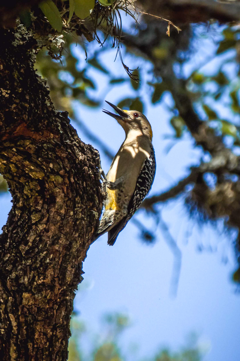 Golden-fronted Woodpecker