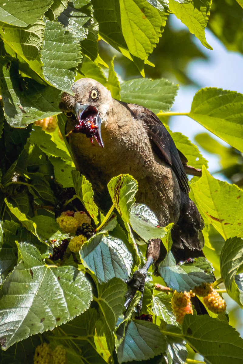 Great-tailed Grackle