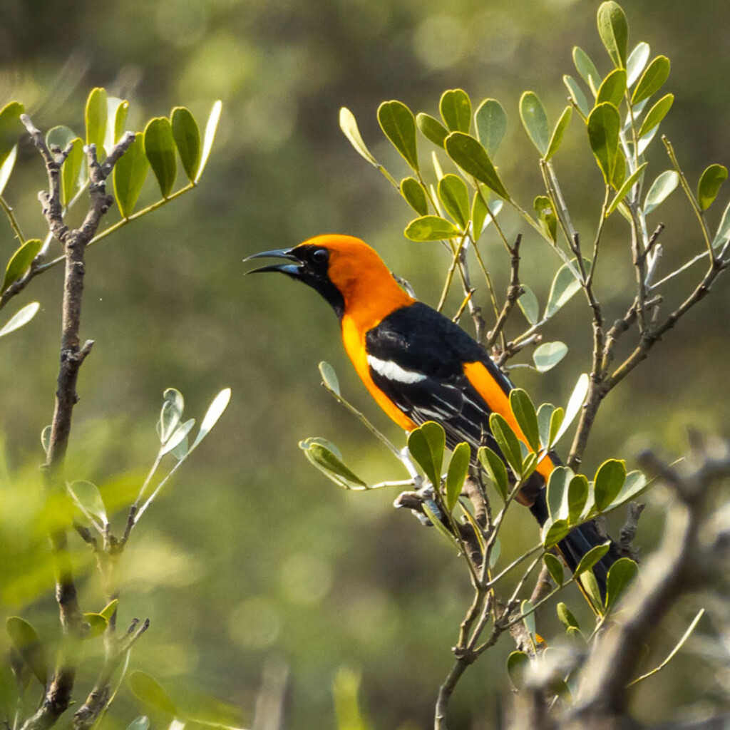 Hooded Oriole