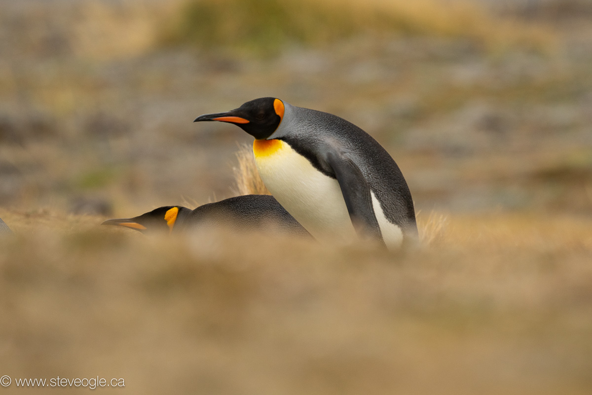 King Penguin