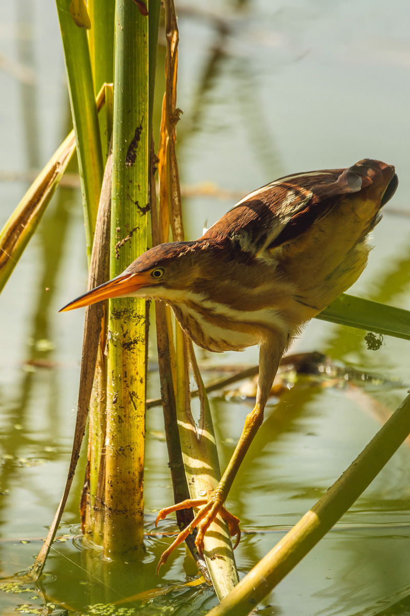 Least Bittern
