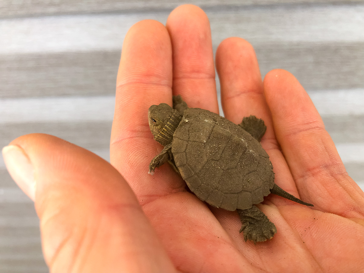 Northern Map Turtle