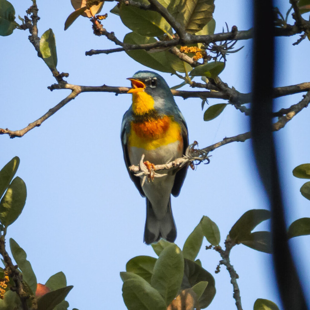 Northern Parula