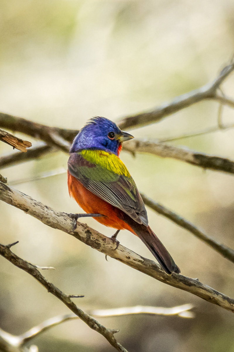 Painted Bunting