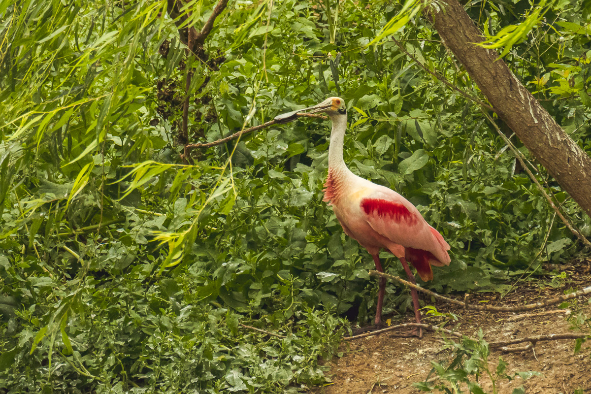 Roseate Spoonbill