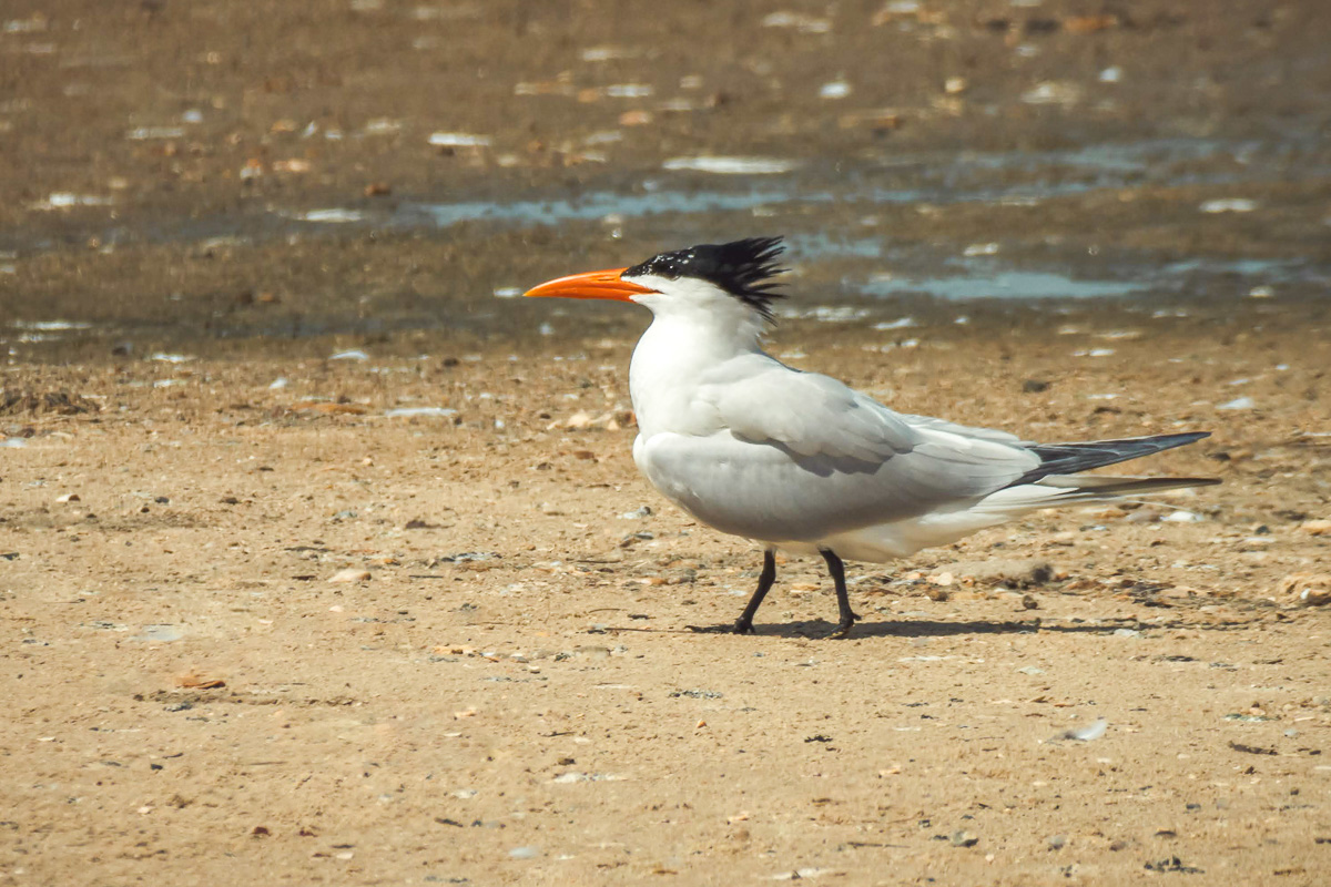 Royal Tern