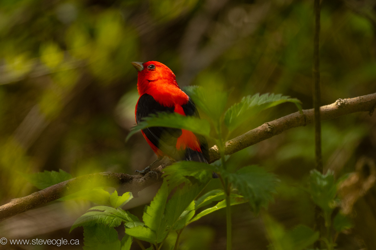 Scarlet Tanager