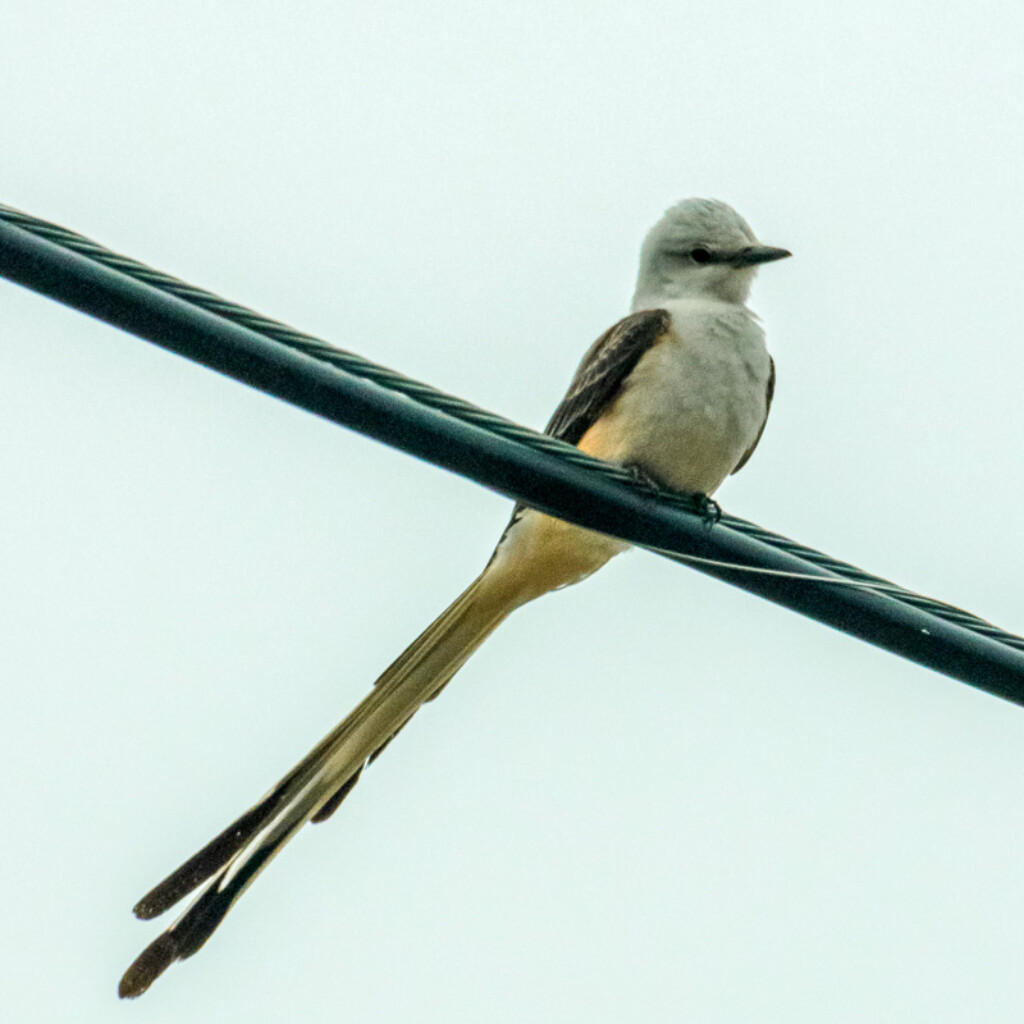 Scissor-tailed Flycatcher