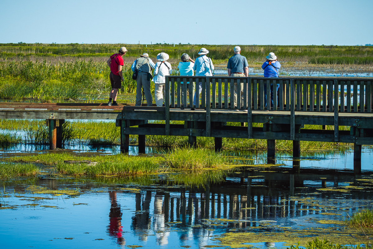 Shorebirding at Anahuac