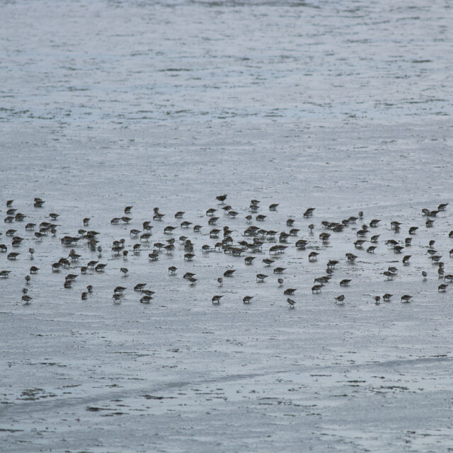 Western Sandpipers at Iona