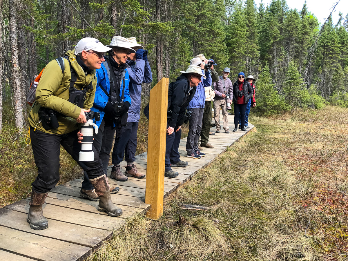 Spruce Bog Boardwalk, Algonquin