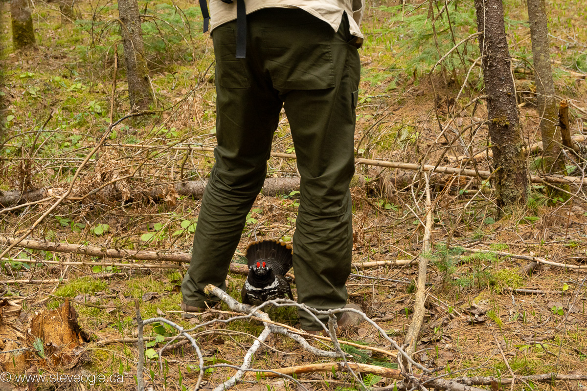 Spruce Grouse walking through persons legs