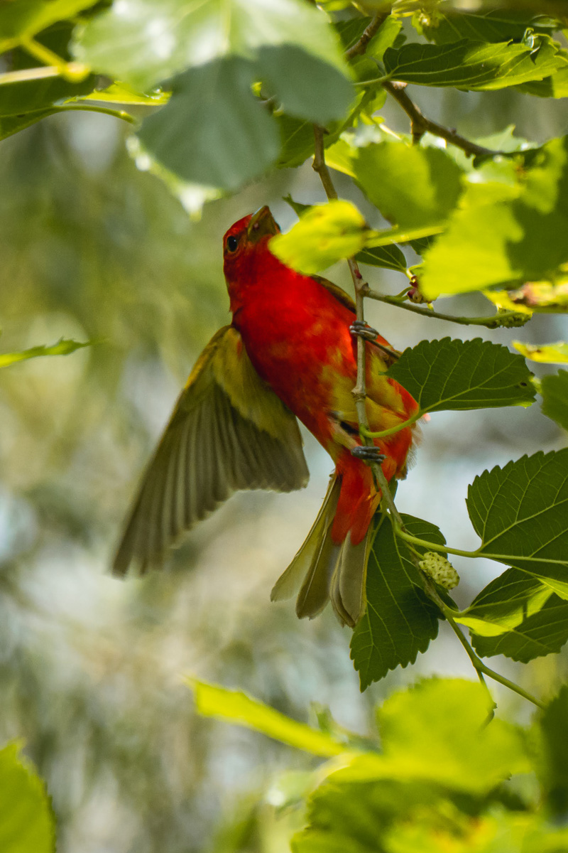 Summer Tanager