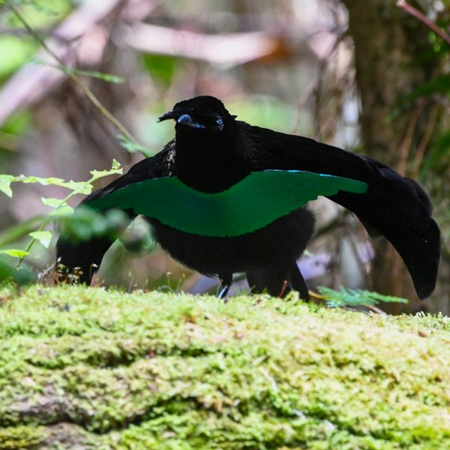 Superb Bird-of-Paradise
