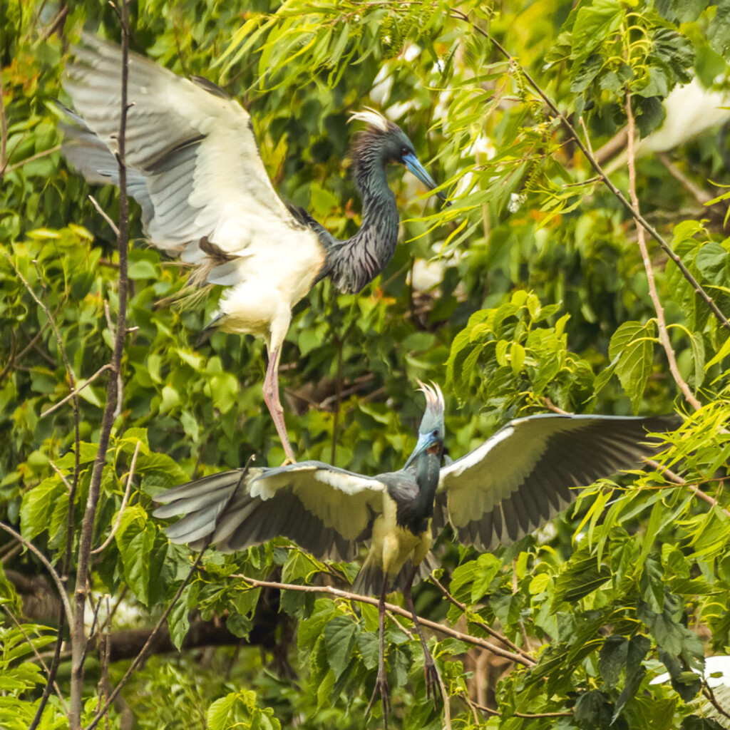 Tri-colored Herons