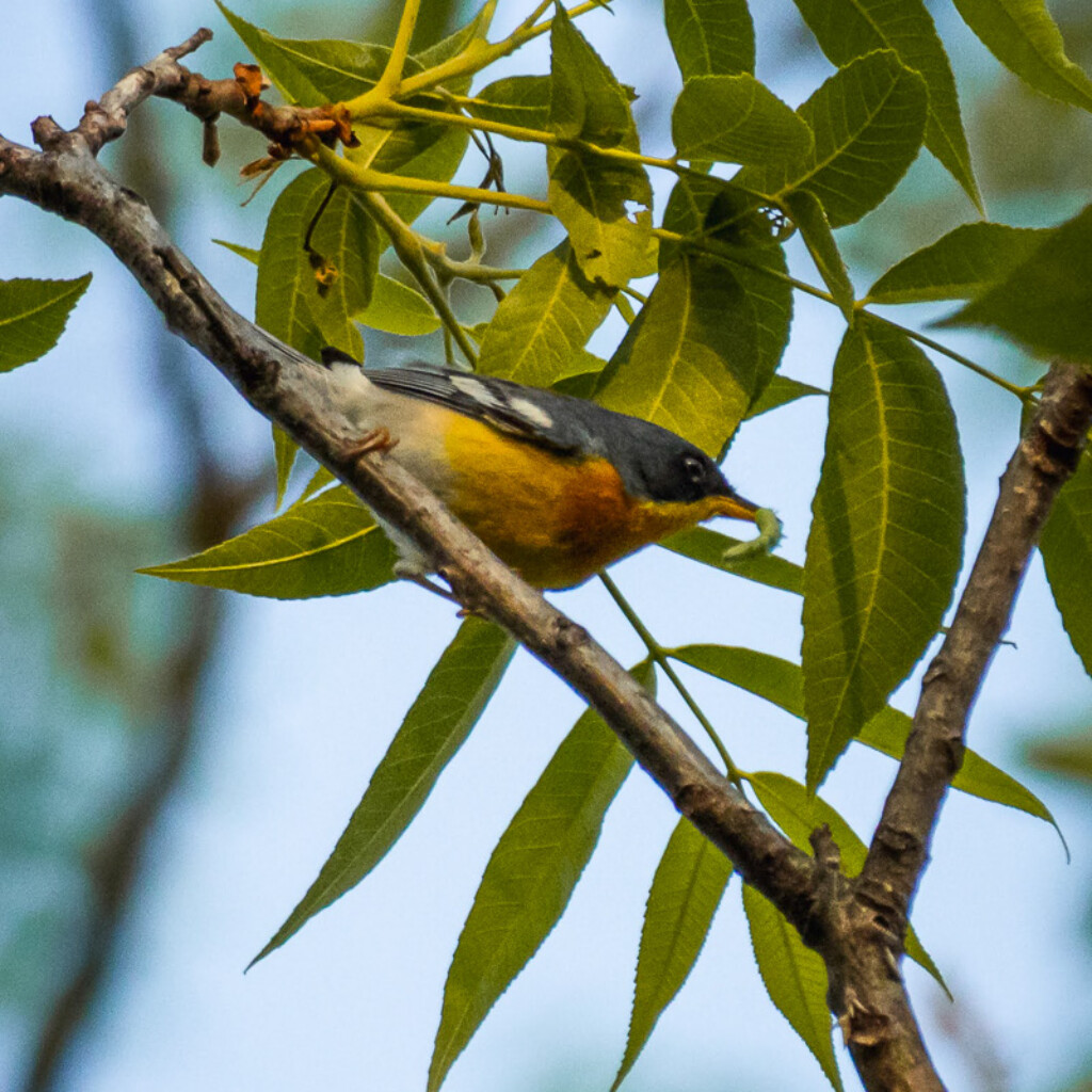 Tropical Parula