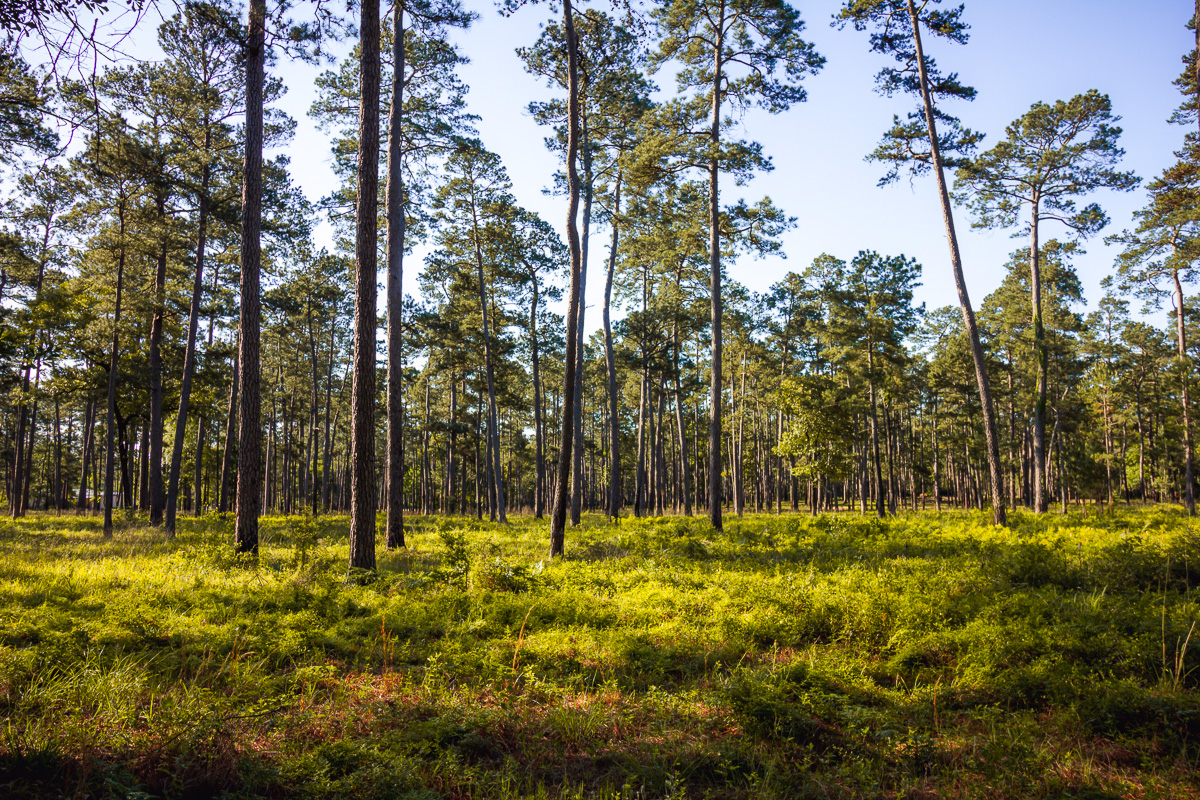 WG Jones State Forest