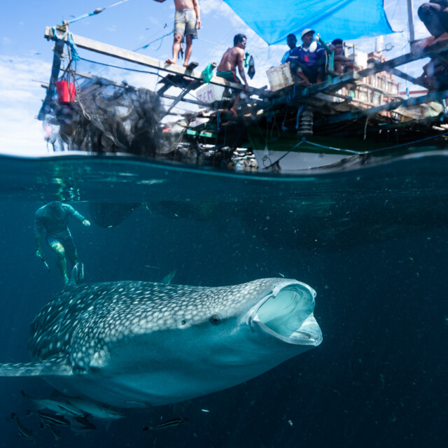Whale Shark