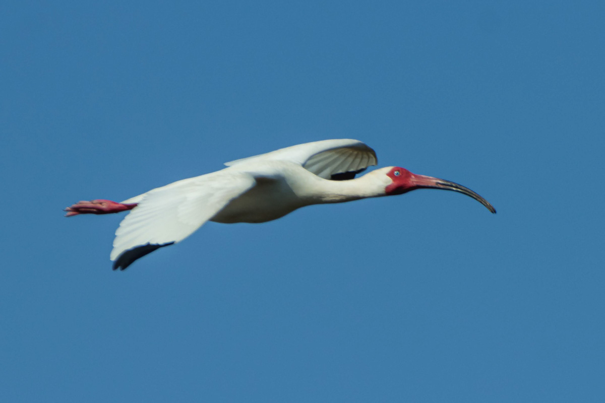 White Ibis