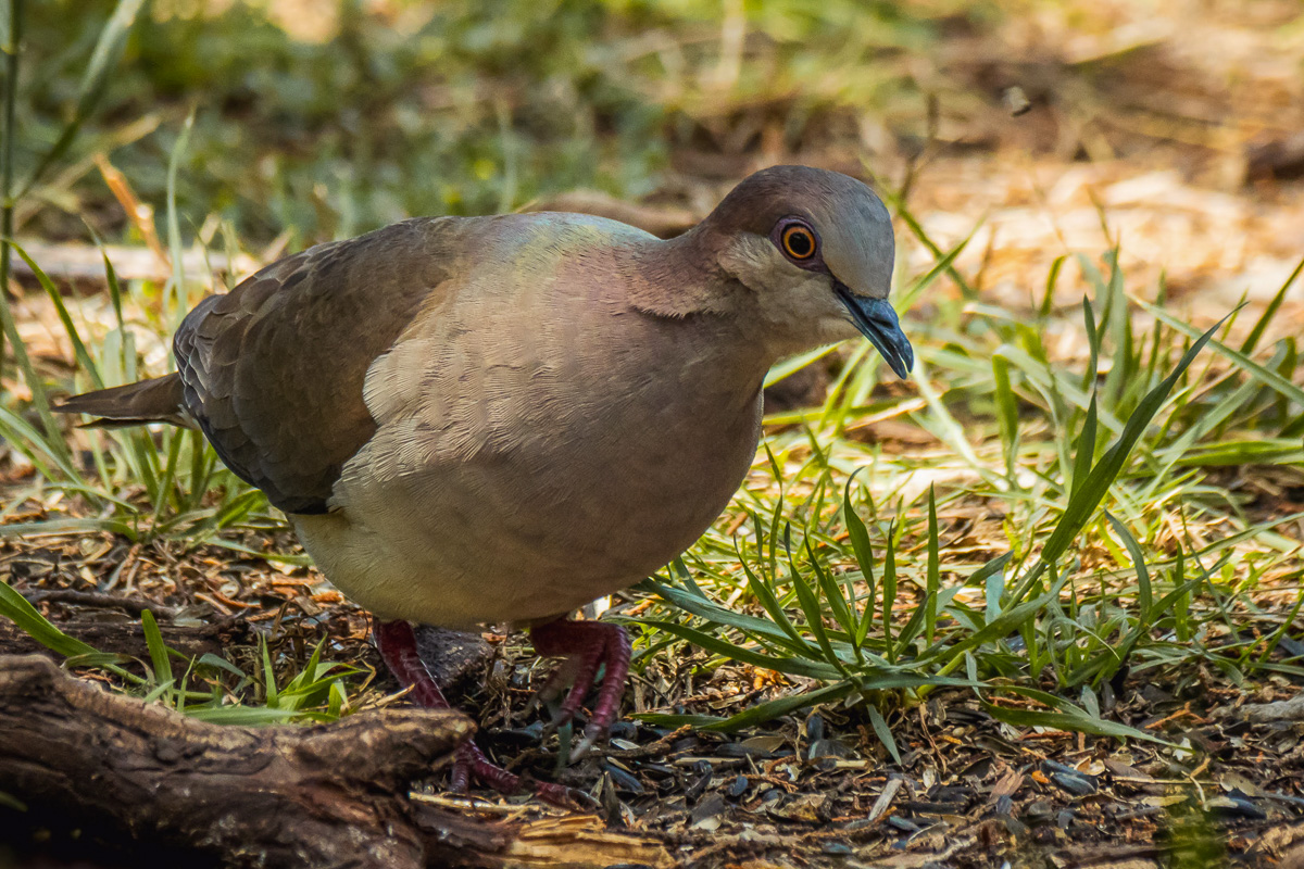 White-tipped Dove