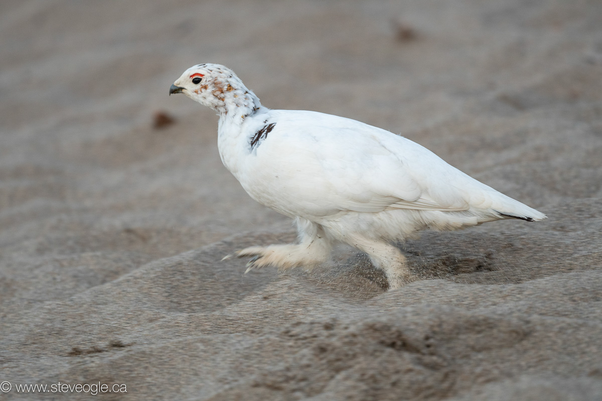 Willow Ptarmigan at Point Pelee