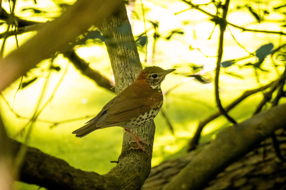 Wood Thrush