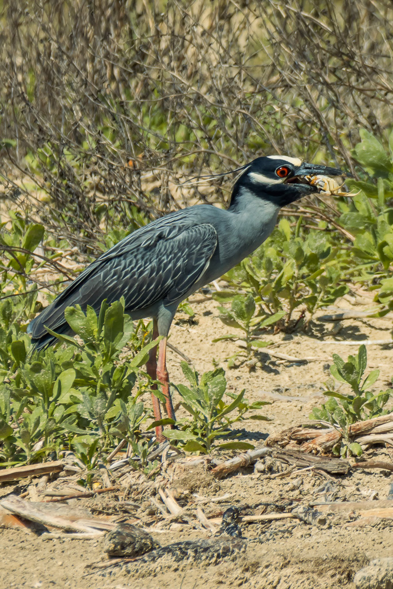 Yellow-crowned Night-Heron