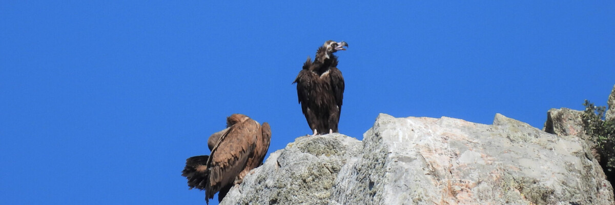 Spain Birding Tour 2023 Trip Report (Apr 17 - 29, 2023)