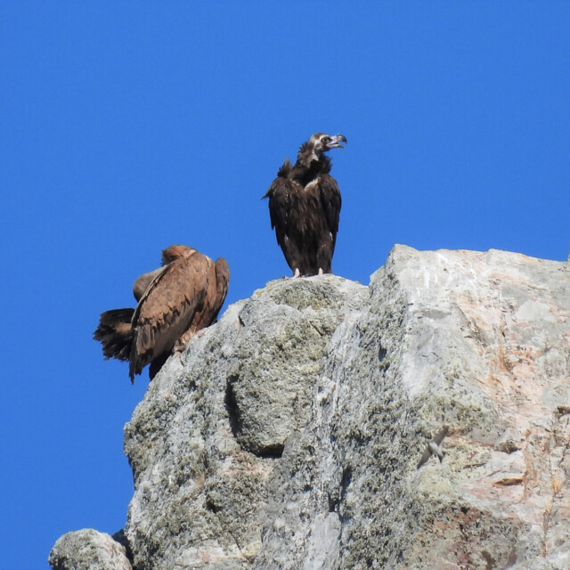 Eurasian Griffon