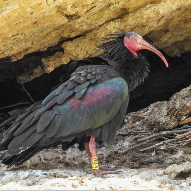 Northern Bald Ibis