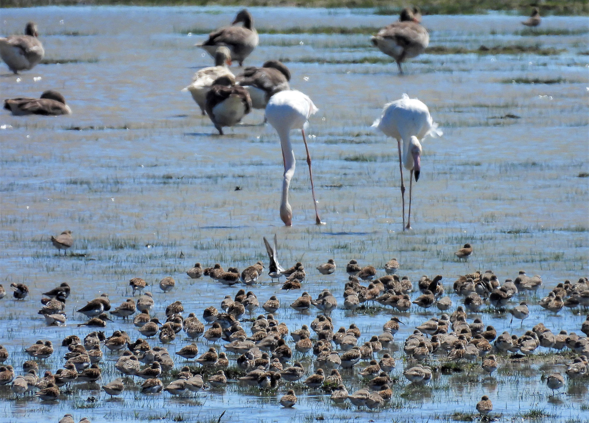 Waders in El Rocio