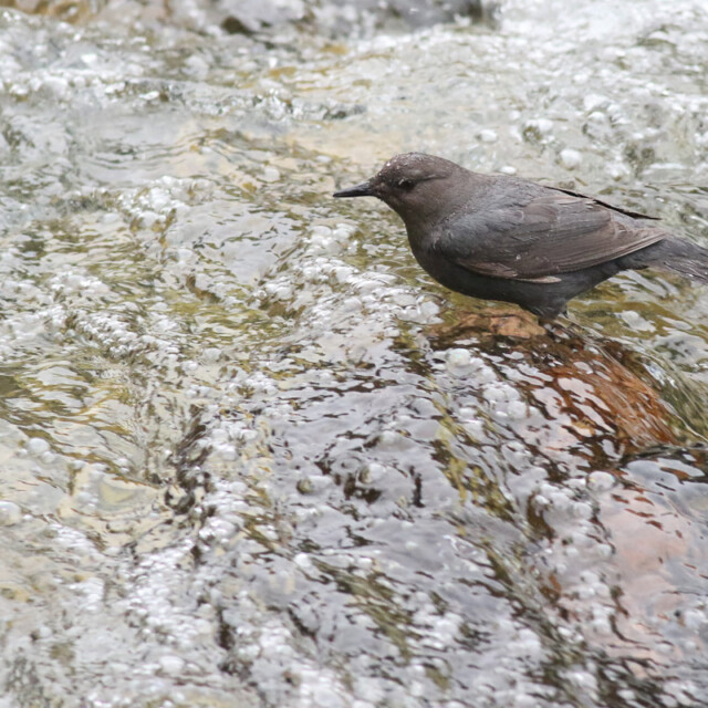 American Dipper