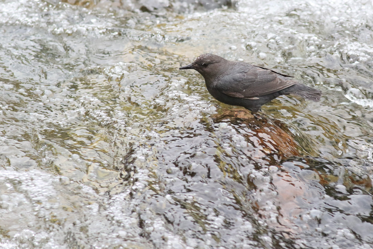 American Dipper